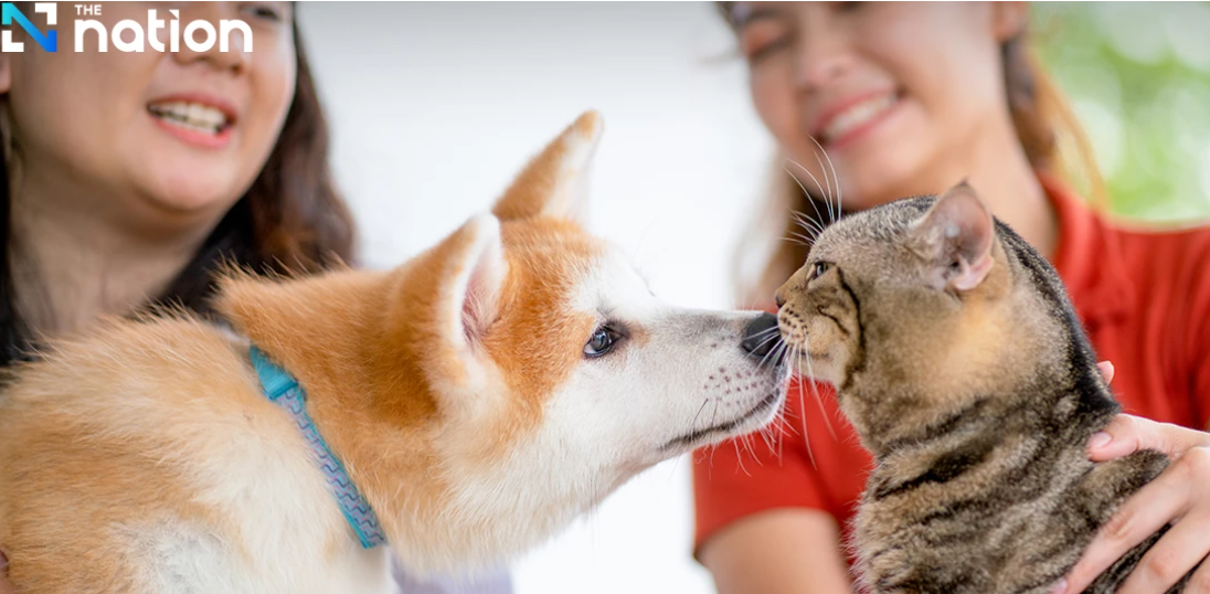 Anjing dan Kucing Dominasi Keberadaan 5,3 Juta Hewan Peliharaan di Thailand